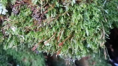 Tetraphis geniculata