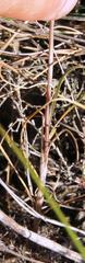 Bulbine filifolia