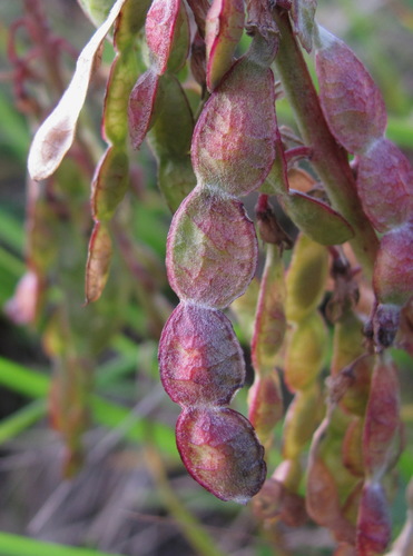 Hedysarum caucasicum