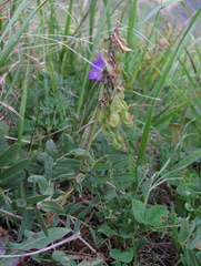 Hedysarum caucasicum