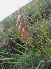 Hedysarum caucasicum