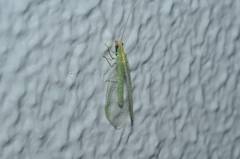 Chrysopa pallens-group