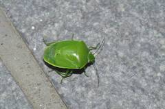 Glaucias subpunctatus