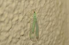 Chrysopa pallens-group