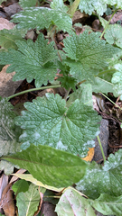 Leonurus quinquelobatus