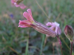 Silene lychnidea