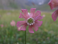 Silene lychnidea