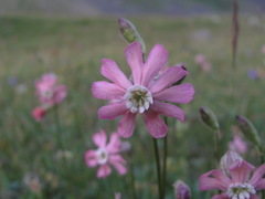 Silene lychnidea