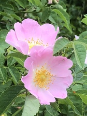 Rosa