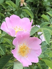Rosa