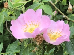 Rosa