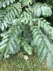 Pterocarya