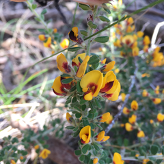 Pultenaea hartmannii