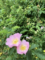 Rosa