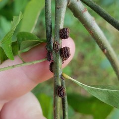 Kokkocynips difficilis