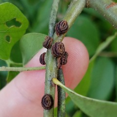 Kokkocynips difficilis