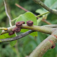 Kokkocynips difficilis