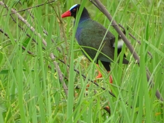 Porphyrio alleni