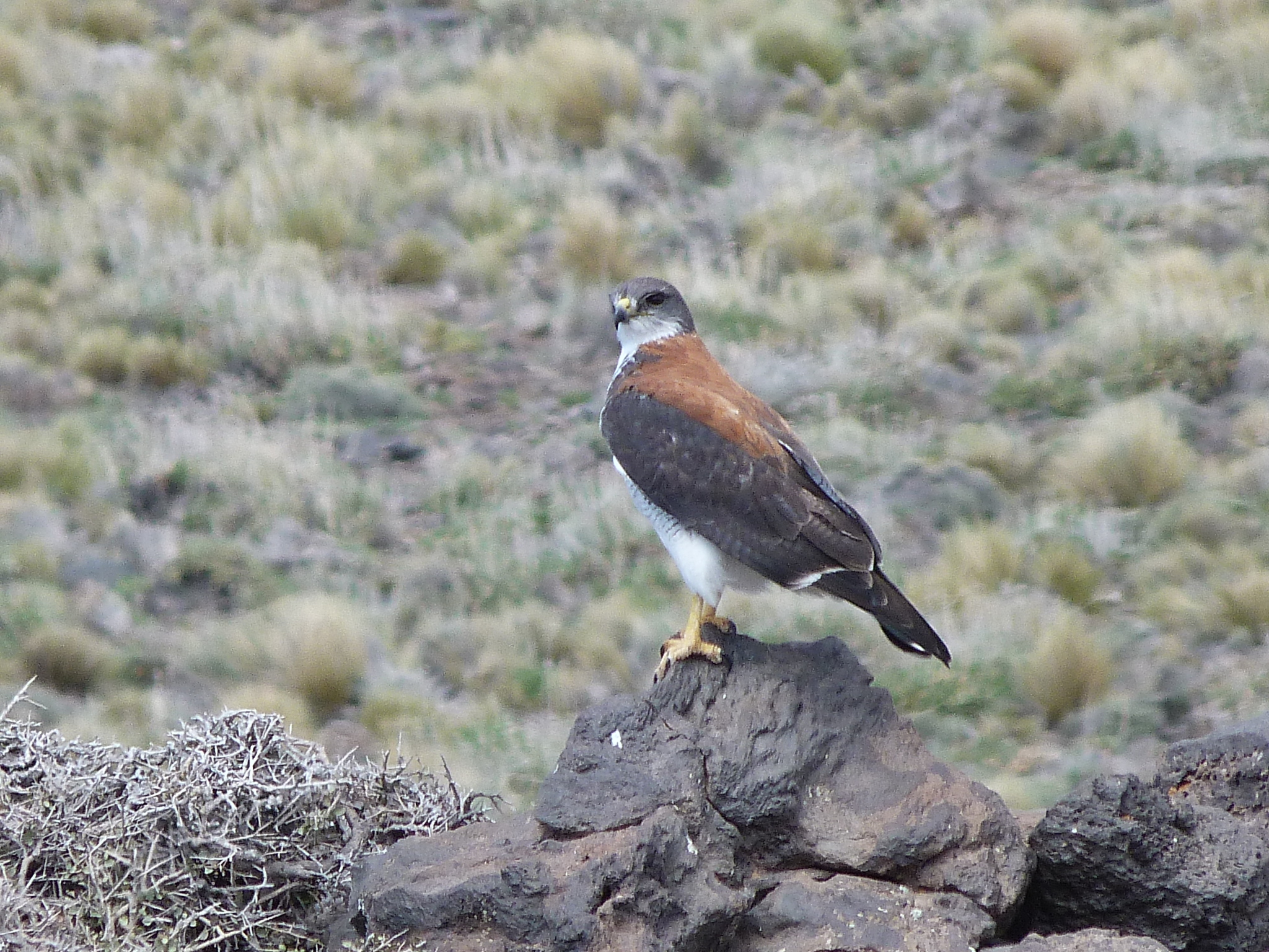 Aguilucho (Geranoaetus polyosoma) · iNaturalist Ecuador