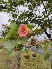 Angiospermae
