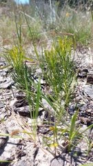 Serruria furcellata
