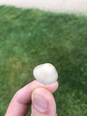 Conocybe apala