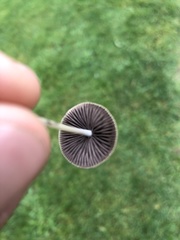 Conocybe apala