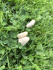 Conocybe apala