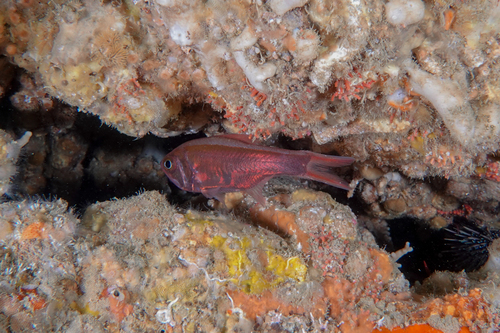 Long roughy (Optivus elongatus) — Trachichthyidae — 5
