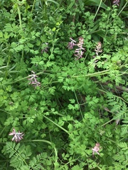 Fumaria bastardii