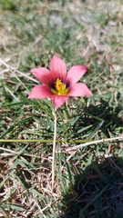 Romulea obscura