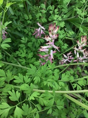 Fumaria bastardii