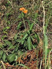 Crossandra zuluensis