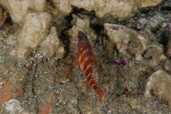 Hypoplectrodes huntii