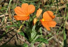 Crossandra zuluensis