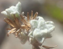 Helichrysum saxicola