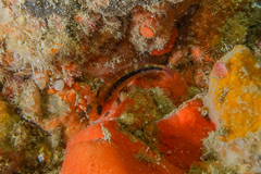 Forsterygion maryannae