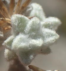 Helichrysum saxicola