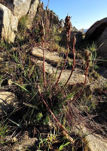 Aloe chortolirioides var. chortolirioides