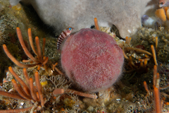 Notoclinops segmentatus