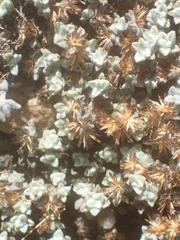 Helichrysum saxicola