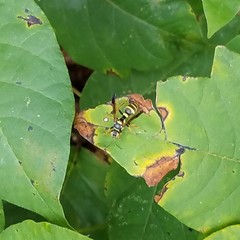 Psammaletes mexicanus