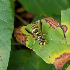 Psammaletes mexicanus
