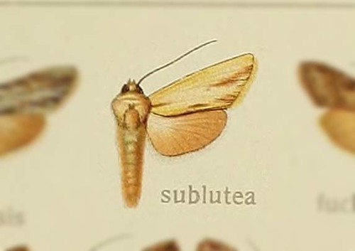 Cucullia sublutea