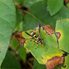Psammaletes mexicanus