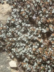 Helichrysum saxicola
