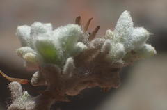 Helichrysum saxicola