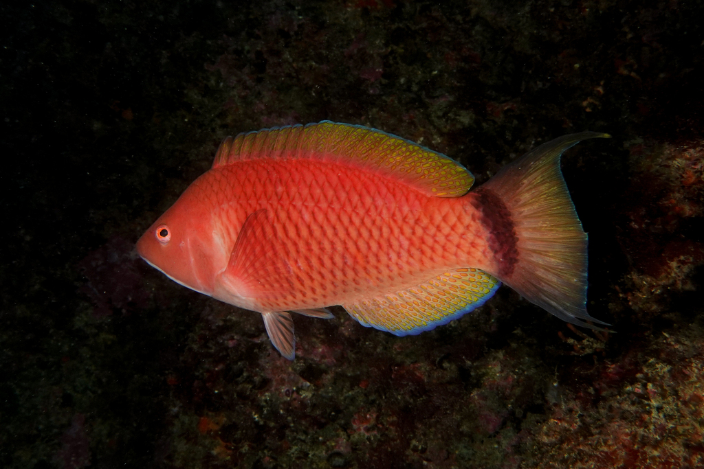 Scarlet Wrasse