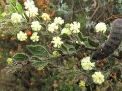 Acacia crispula