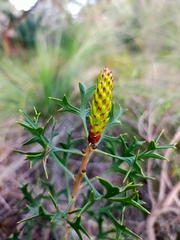 Petrophile macrostachya